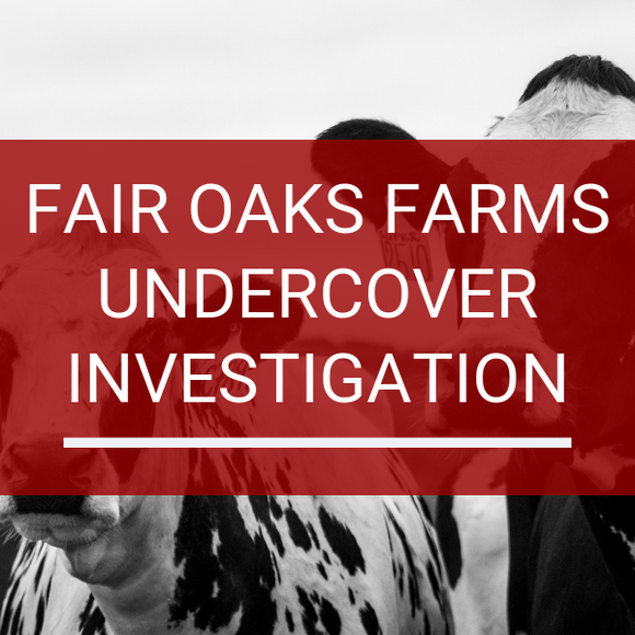 Fair Oaks Dairy Farm - Undercover Investigation